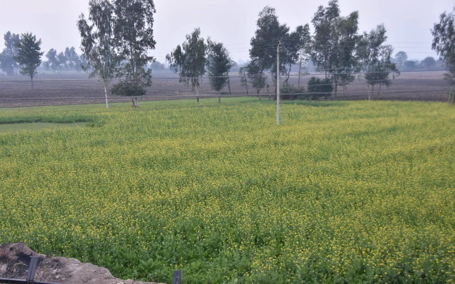 Mustard fields on the Punjab plain — the crop the festival is named for